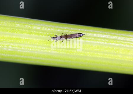 Thrips Thysanoptera sur des céréales.C'est un ravageur dangereux des cultures. Banque D'Images