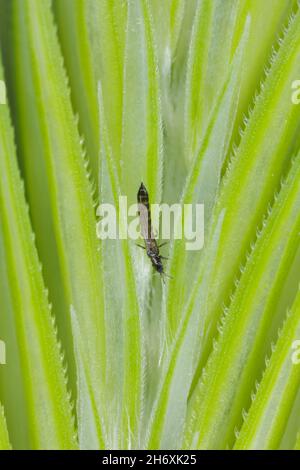 Thrips Thysanoptera sur des céréales.C'est un ravageur dangereux des cultures. Banque D'Images