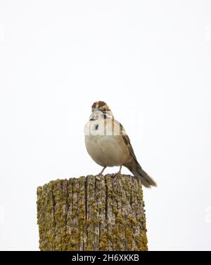 Touche haut de la Sparrow de Lark Banque D'Images