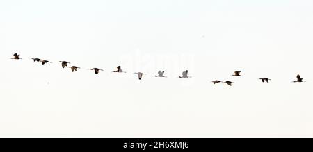 Ibis Flock à face blanche en vol Banque D'Images