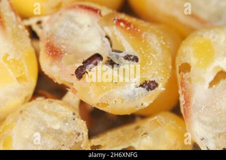 Les grains de maïs endommagés par Rhyzopertha dominique généralement comme un petit borer de grain.C'est un ravageur dangereux des céréales stockées, y compris le maïs. Banque D'Images