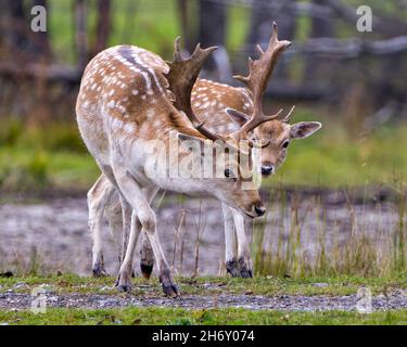 Un couple mâle de cerfs en jachère marchant dans le champ avec un arrière-plan de forêt flou dans leur environnement et leur habitat environnant.Deer stock photo et image. Banque D'Images