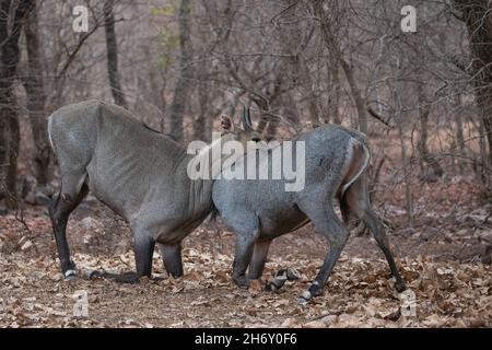 Magnifique et plus grand antilope asiatique nilgai mâle lutte dans l'habitat de la nature.Les grands hommes se battent.Faune indienne.Temps d'accouplement du taureau bleu. Banque D'Images