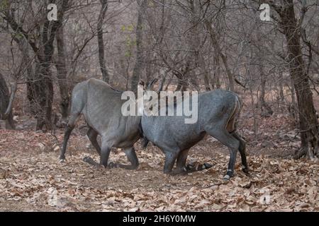 Magnifique et plus grand antilope asiatique nilgai mâle lutte dans l'habitat de la nature.Les grands hommes se battent.Faune indienne.Temps d'accouplement du taureau bleu. Banque D'Images