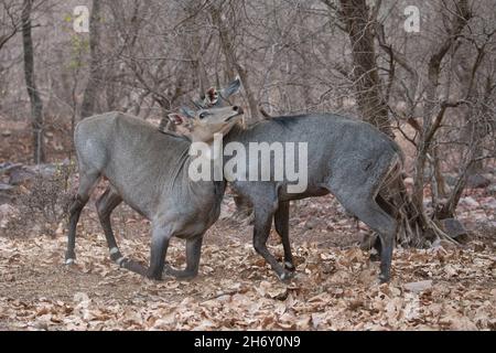 Magnifique et plus grand antilope asiatique nilgai mâle lutte dans l'habitat de la nature.Les grands hommes se battent.Faune indienne.Temps d'accouplement du taureau bleu. Banque D'Images