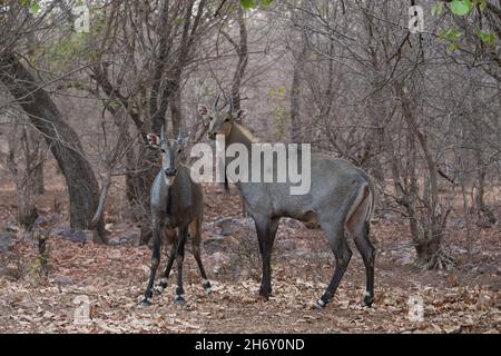 Magnifique et plus grand antilope asiatique nilgai mâle lutte dans l'habitat de la nature.Les grands hommes se battent.Faune indienne.Temps d'accouplement du taureau bleu. Banque D'Images