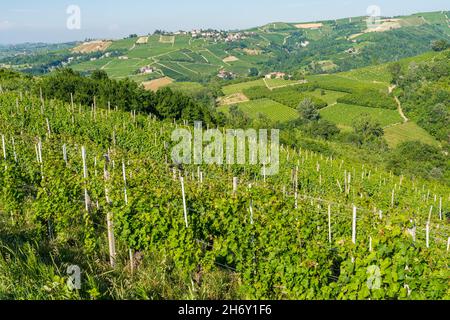 Belles collines et vignobles entourant Treiso, dans la région de Langhe.Cuneo, Piémont, Italie. Banque D'Images