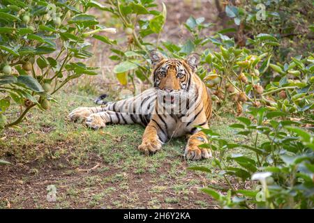 Tigre dans l'habitat naturel.Tête de marche mâle tigre sur composition.Scène de la faune avec danger animal.Été chaud au Rajasthan, Inde.Sécher les arbres avec Banque D'Images