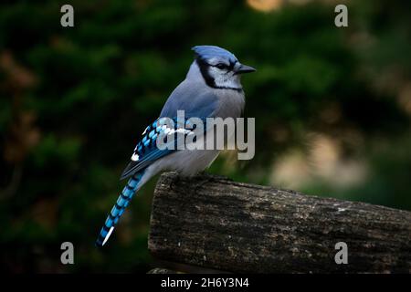 Blue jay assis sur un banc Banque D'Images