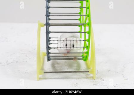 Un adorable animal de compagnie blanc - hamster dzungarien est assis dans une cage et regarde. Banque D'Images