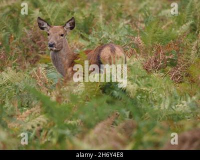 Red Deer Cervus elaphus Hind Banque D'Images