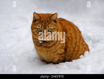 Un Ginger Cat mature qui vit sa première neige. Banque D'Images