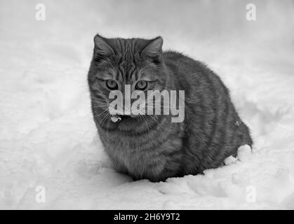 Une étude monochrome d'un chat de Ginger qui vit sa première neige Banque D'Images