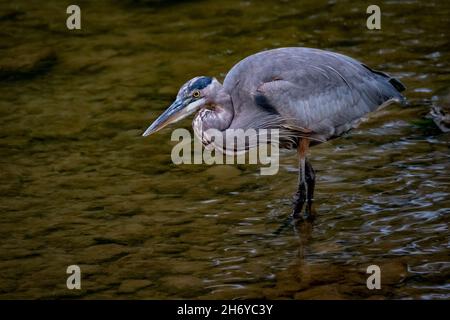 Grand héron bleu (herodias Ardea) en quête dans une crique au soleil du matin du début de l'automne. Banque D'Images