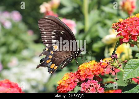 Beau papillon dans le jardin Banque D'Images