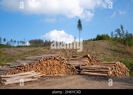 Image panoramique du sentier le long des piles de grumes, foresterie en Allemagne Banque D'Images