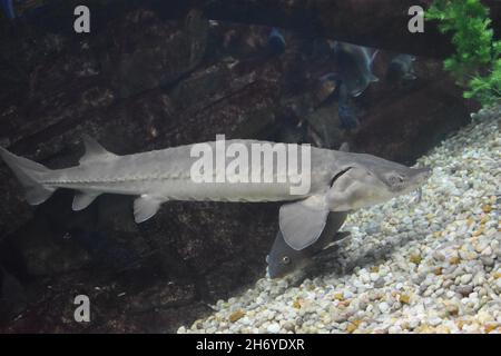 Esturgeon situé dans l'aquarium du zoo de Toledo Banque D'Images