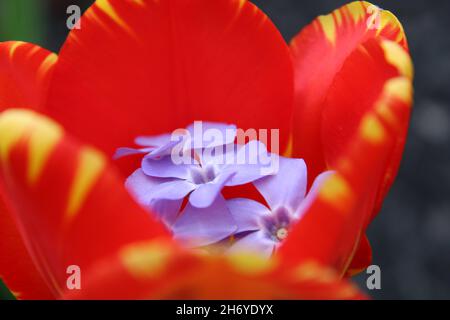 Tulipe rouge à fleurs violettes Banque D'Images