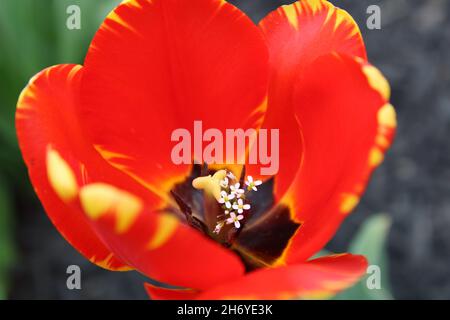 Tulipe rouge avec fleurs blanches à l'intérieur Banque D'Images
