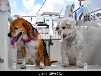 Deux chiens avec leurs langues traînent vers le bas en regardant depuis le pont supérieur d'un croiseur en cabine blanc avec siège de bateau en arrière-plan Banque D'Images