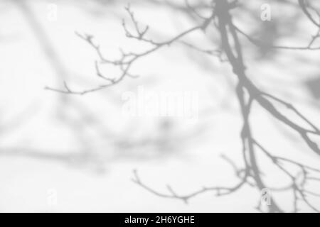 Effets de superposition d'ombres pour le marquage.Maquettes.Scènes d'éclairage naturel.Ombres gris clair des branches d'érable sur un mur blanc.Bannière avec copie Banque D'Images