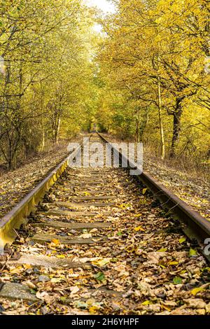 Chemin de fer en perspective entre arbres jaunés avec des feuilles en chute le jour d'automne ensoleillé. Banque D'Images