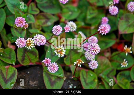 Fleurs d'amaranthe de globe rose sur le mur (Gomphrena globosa) Banque D'Images