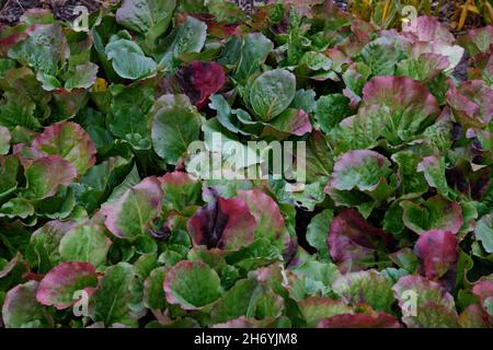 Bergenia cordifolia Purpurea en automne. Banque D'Images