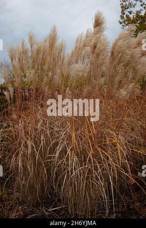 Miscanthus sinensis Malepartus herbe vu en automne. Banque D'Images