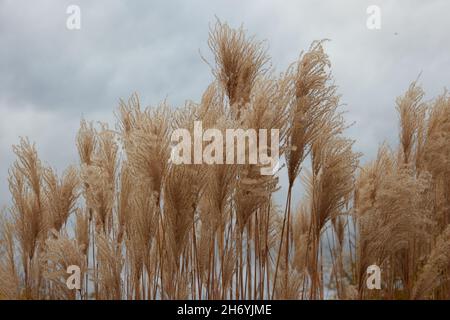 Miscanthus sinensis Malepartus herbe vu en automne. Banque D'Images