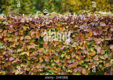 Haie en hêtre avec feuilles de couleur automnale. Banque D'Images