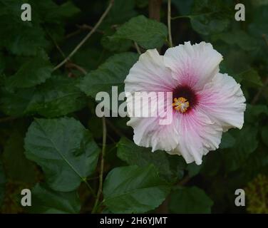Fleur rose de Hibiscus rosa-sinensis Apple Blossom. Banque D'Images