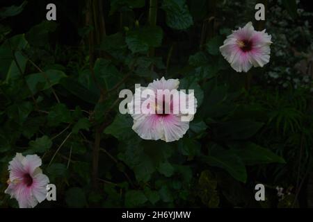 Fleur rose de Hibiscus rosa-sinensis Apple Blossom. Banque D'Images