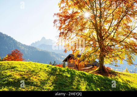 Paysage d'automne ensoleillé de la campagne italienne avec orangers et cabine en bois.Alpes dolomites.Piereni à Val Canali, Parc naturel de Paneveggio, Trentin, Dolomites, Italie Banque D'Images