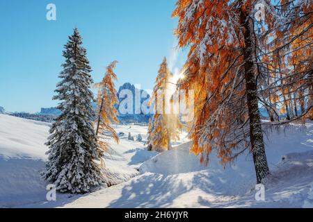 Paysage pittoresque avec des larches d'orange couvertes de neige sur la prairie Alpe di Siusi, Seiser Alm, Dolomites, Italie.Les montagnes enneigées culminent en arrière-plan Banque D'Images