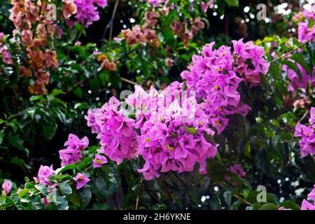 Fleurs de bougainvilliers roses, Minas Gerais Banque D'Images