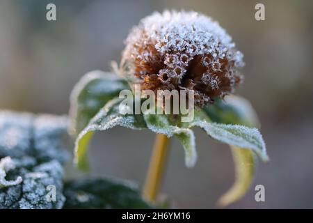 Une plante de baume d'abeilles recouverte de gel un matin d'automne dans le nord du comté de Westchester, New York Banque D'Images