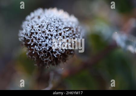 Macro gros plan des cristaux de gel sur une tête de semence de baume d'abeille sèche Banque D'Images