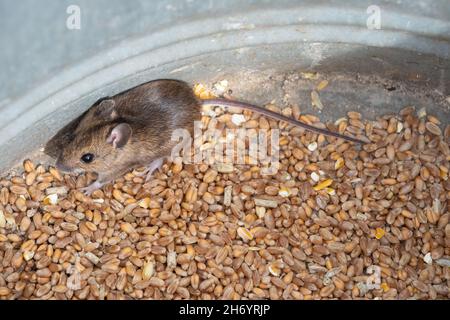 La souris de champ à queue longue (Apodemus sylvaticus) cherche à assurer un contact physique à l'intérieur du périmètre de la poubelle métallique après avoir été perturbée.Sensibilité. Banque D'Images