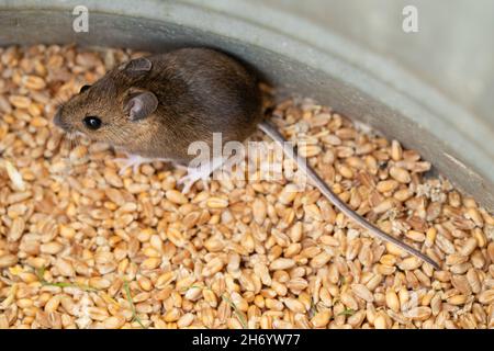 Wee Sleeket cowering timorous beastie of Robert Burns 1785 Scottish Bard, The Wood Mouse ou long-queue Field Mouse (Apodemus sylvaticus). Banque D'Images