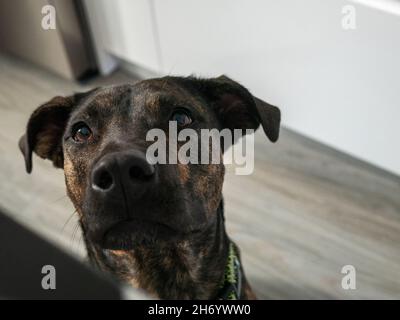 Gros plan d'un chien de léopard de Catahoula regardant sur une table Banque D'Images