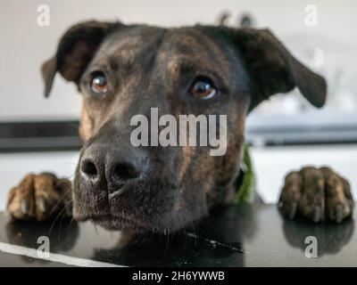 Gros plan d'un chien de léopard de Catahoula regardant sur une table Banque D'Images