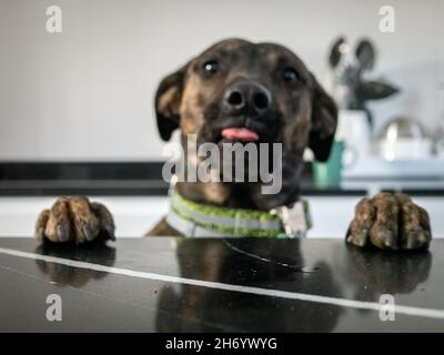 Gros plan d'un chien de léopard de Catahoula regardant sur une table Banque D'Images