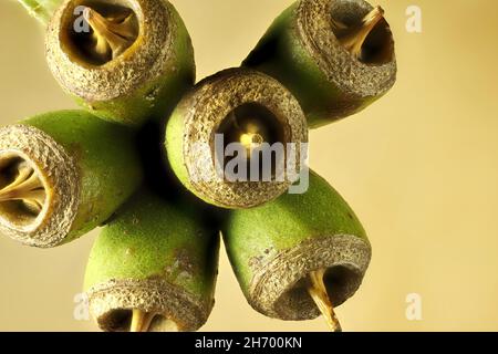 Vue macro de l'arbre isolé de Moort à feuilles rondes (Eucalyptus platypus) fruit.Arbre indigène australien. Banque D'Images