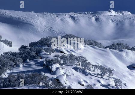 MONTAGNES ENNEIGÉES ET ARBRES DANS LE PARC NATIONAL DE KOSCIUSKO (RÉGION DE JINDABYNE) NOUVELLE-GALLES DU SUD, AUSTRALIE. Banque D'Images