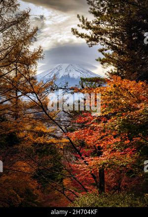 Une vue à travers les couleurs d'automne d'une forêt près de Fujiyoshida, Japon et Mont Fuji. Banque D'Images