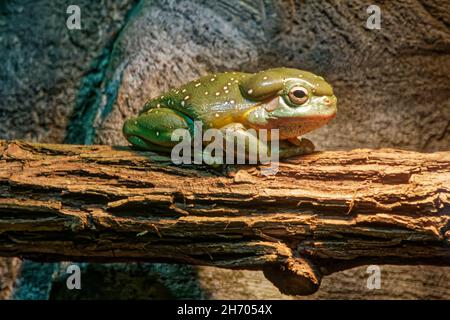 Magnifique grenouille d'arbre, Lone Pine Koala Sanctuary Banque D'Images