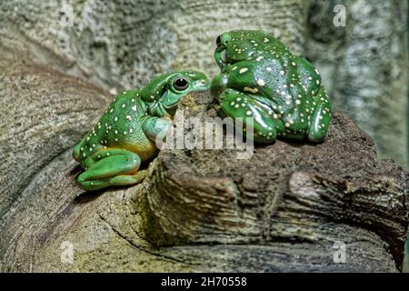 Magnifique grenouille d'arbre, Lone Pine Koala Sanctuary Banque D'Images