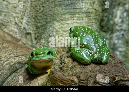 Magnifique grenouille d'arbre, Lone Pine Koala Sanctuary Banque D'Images