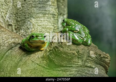 Magnifique grenouille d'arbre, Lone Pine Koala Sanctuary Banque D'Images